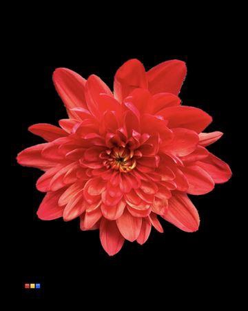 <h4>Chr T Euro Autumn</h4>