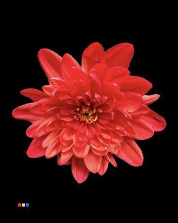 <h4>Chr T Euro Autumn</h4>