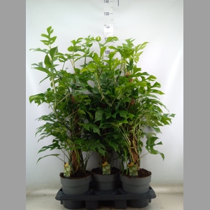 Philodendron   ...