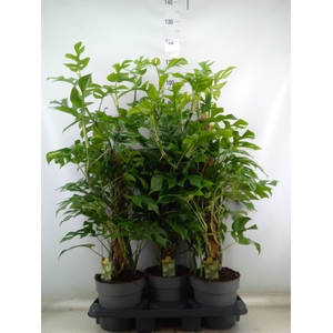 Philodendron   ...
