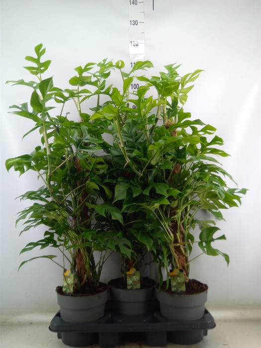 <h4>Philodendron   ...</h4>