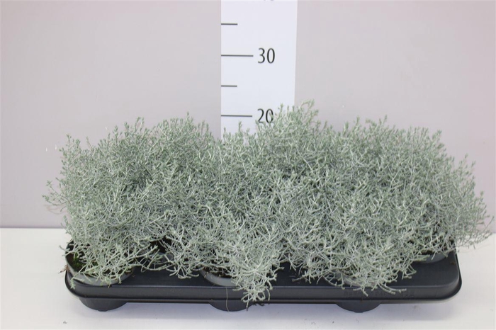 <h4>Calocephalus</h4>