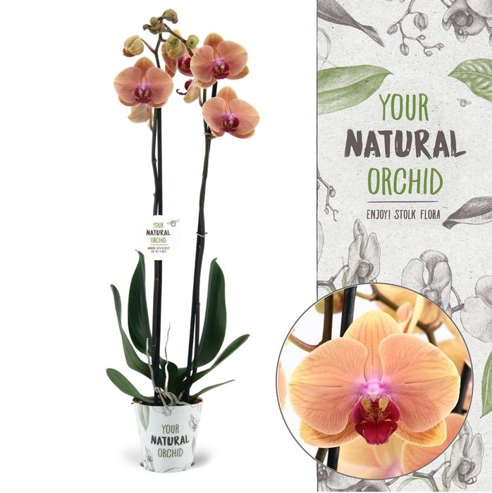 <h4>Your Natural Orchid | Caribbean Dream | Phalaenopsis 2 spike</h4>