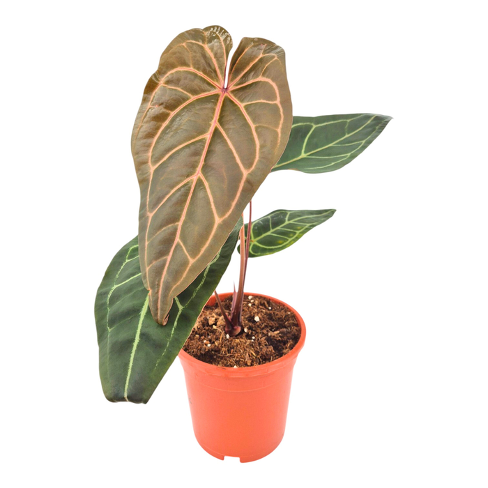 <h4>Anthurium DocBlock Anthurium Zara® '3' X Zara® '33'</h4>