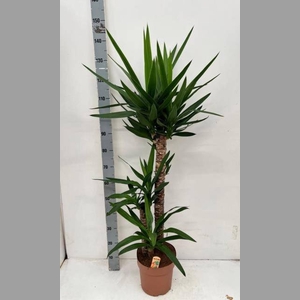 YUCCA