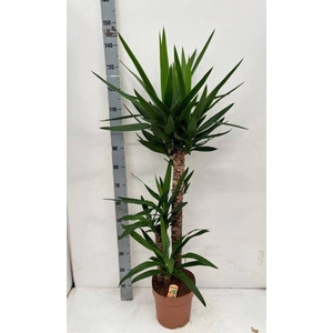 YUCCA
