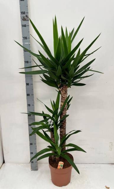 <h4>YUCCA</h4>