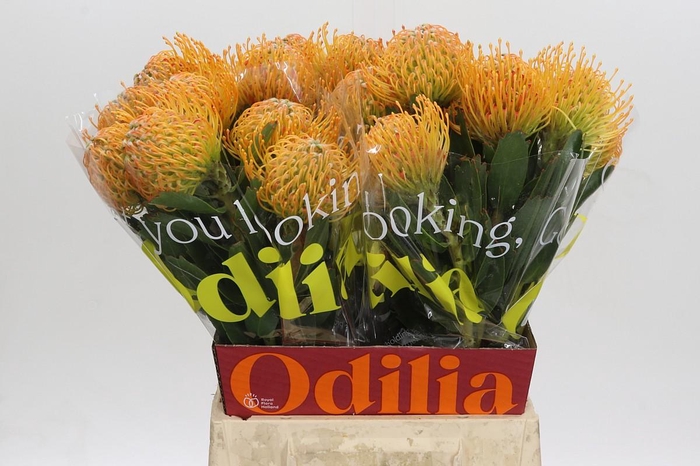 <h4>NUTANS SOLEIL</h4>