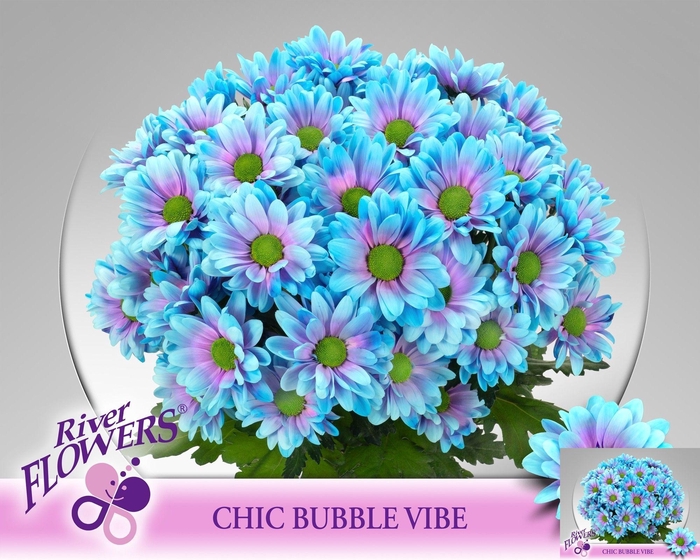 <h4>CHR T CHIC KLB H%</h4>