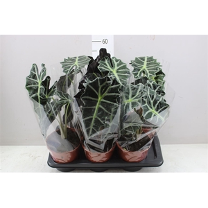 Alocasia Polly