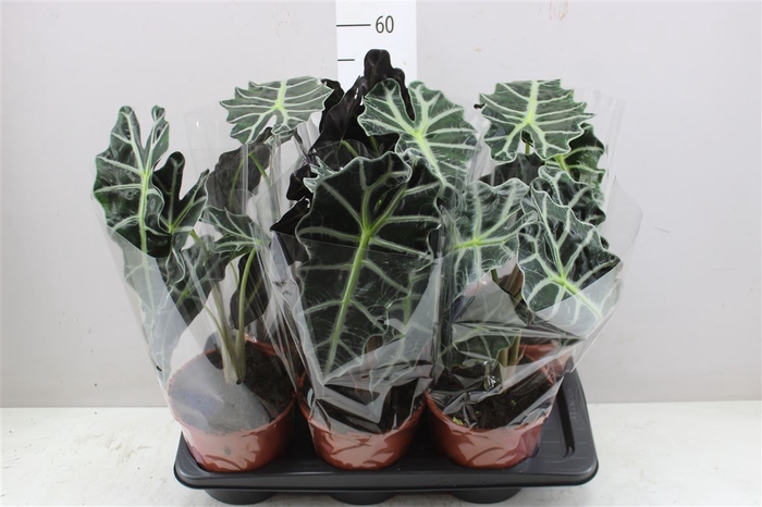 <h4>Alocasia Polly</h4>