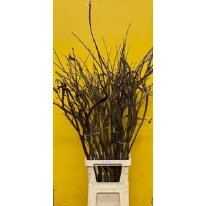 SALIX SEKKA BANDWILG