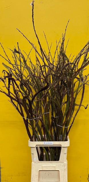 <h4>SALIX SEKKA BANDWILG</h4>