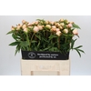 Paeonia Chiffon Parfait