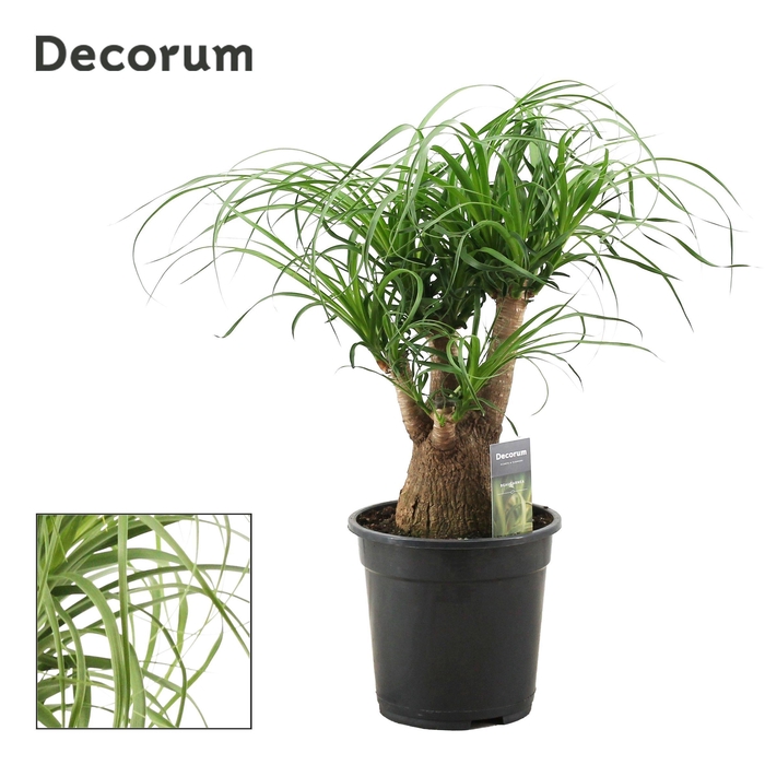<h4>Beaucarnea vertakt 21 cm (Decorum)</h4>