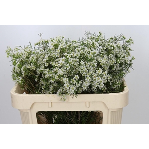 Chamelaucium Ofir