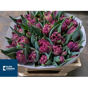 TU DU ALISON BRADLEY