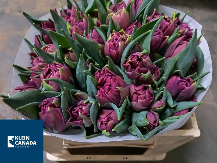 <h4>TU DU ALISON BRADLEY</h4>