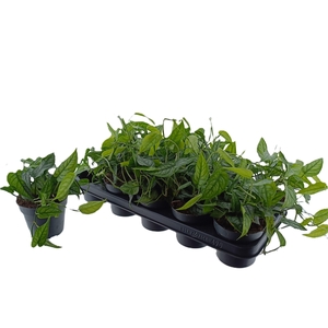 MONSTERA SILTEPECANA