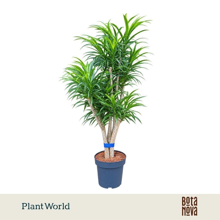 <h4>Dracaena Anita p27</h4>