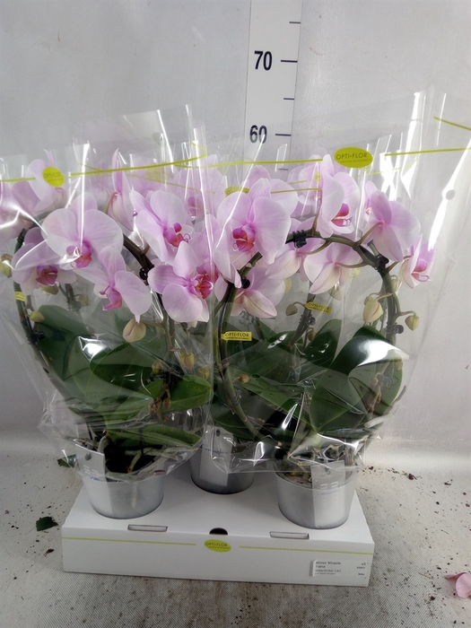 <h4>Phalaenopsis   ...rose</h4>