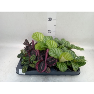 Calathea   ...mix