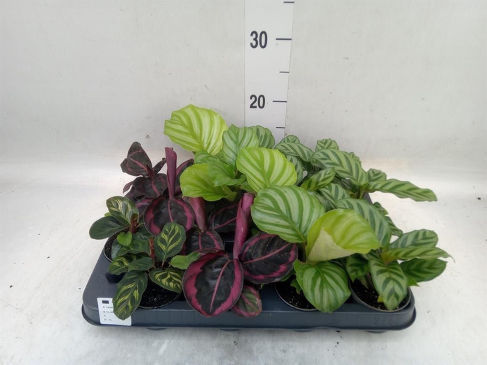 <h4>Calathea   ...mix</h4>