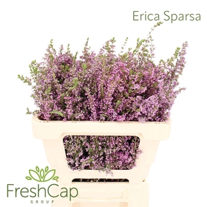 Erica Sparsa