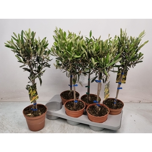 OLEA EUROPAEA