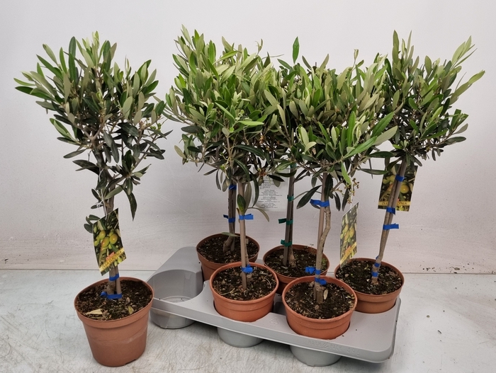 <h4>OLEA EUROPAEA</h4>