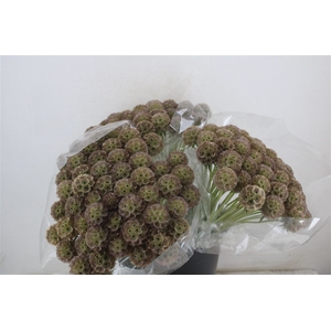 Scabiosa Stellata Natural P Stem