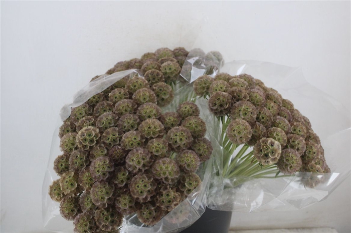 <h4>Scabiosa Stellata Natural P Stem</h4>