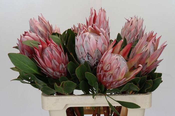 <h4>Protea Cynaroides</h4>