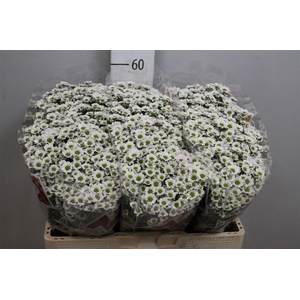 Chr S Mad Lindi Whit