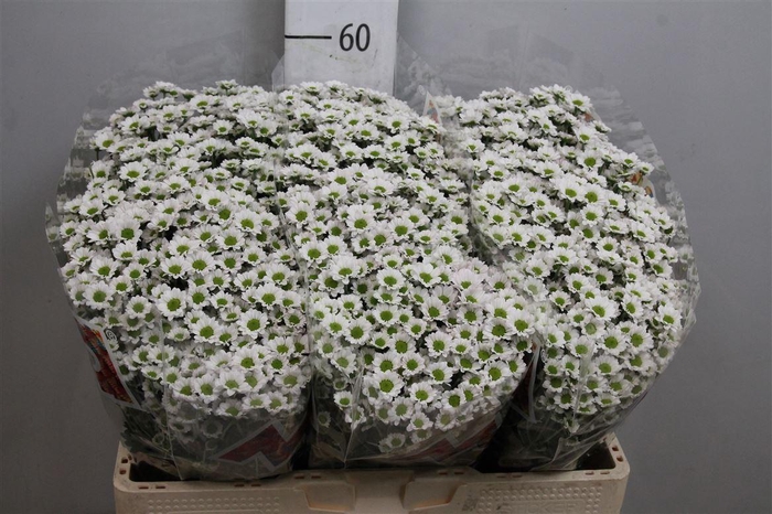 <h4>Chr S Mad Lindi Whit</h4>