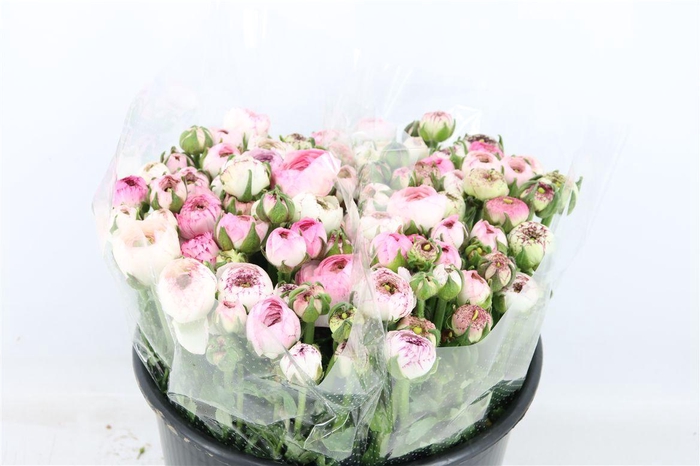 <h4>Ran Amandine New Cappucino</h4>