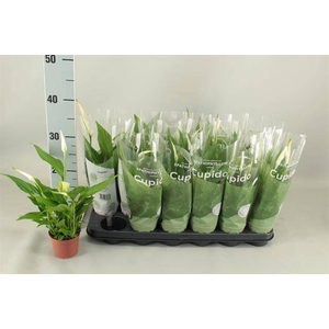.Spathiphyllum pearl cupido
