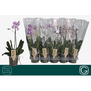 PHAL MF GEM 4 KL
