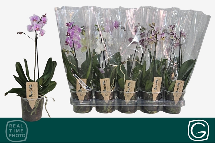 <h4>PHAL MF GEM 4 KL</h4>