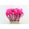 Dried Silk Worms Extra Pink Bunch