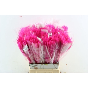 Dried Silk Worms Extra Pink Bunch