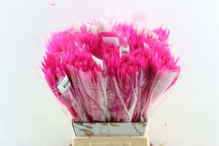 <h4>Dried Silk Worms Extra Pink Bunch</h4>