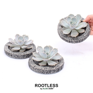 ROOTLESS Echeveria lilacina, Koala MINI bowl