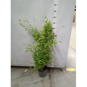 Fargesia nitida 'Black Pearl'