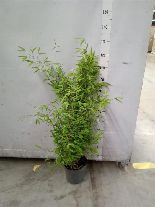<h4>Fargesia nitida 'Black Pearl'</h4>