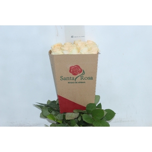 ROSA PEACH AVALANCHE 040 CM ESTUFA