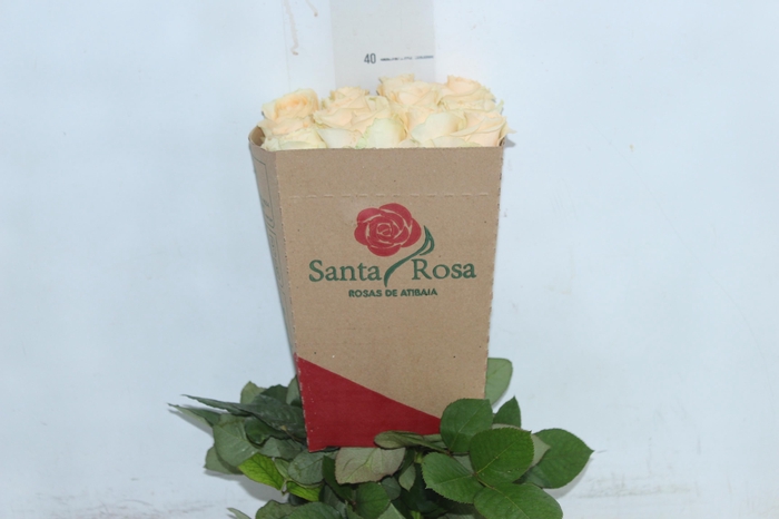 ROSA PEACH AVALANCHE 040 CM ESTUFA