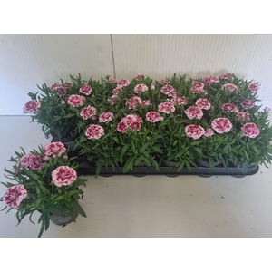 DIAN OSC PURPLE STAR