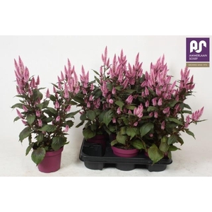 CEL WILD PINK