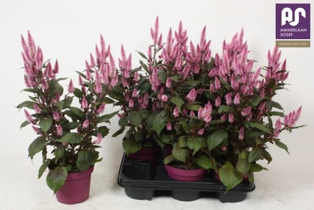<h4>CEL WILD PINK</h4>